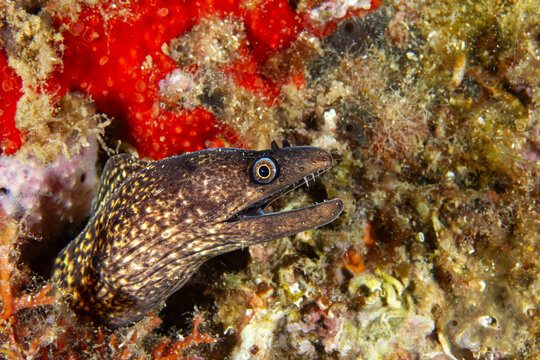 Crimson Crevice Guardian &ndash; Moray Eel in Reef Shelter