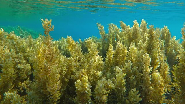Close-up of Sargassum brown seaweed on shallows reflecting in surface against blue water in sunlight. Underwater landscape of coral reef cowered with Sargassum algae under sunshine