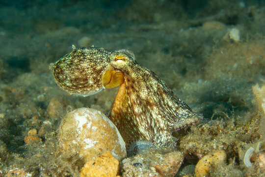 Intelligence in Hiding: A Common Octopus (Octopus vulgaris) moving across the sandy and rocky seabed, Tamariu, Spain