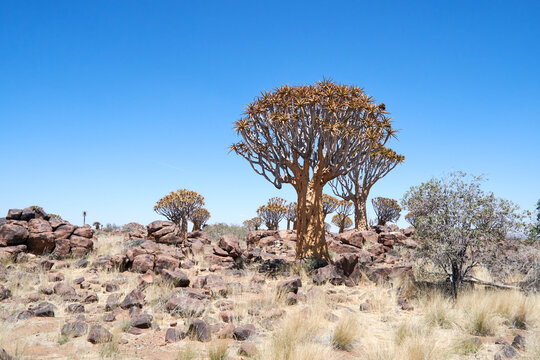 K&ouml;cherb&auml;ume in Namibia