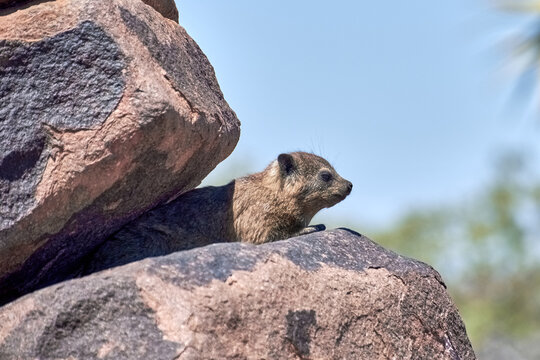 Dassie auf Felsen