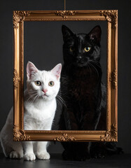 Black cat and a white kitten posing with a blank golden antique frame, opposites, duality, contrast, big, small, artistic, photo, cute