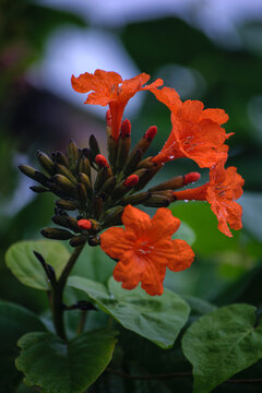 scarlet cordia flower in the keys florida