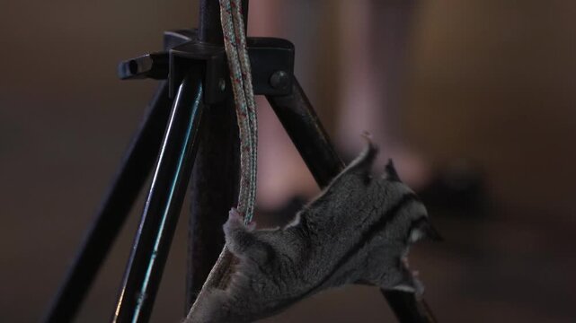 Sugar glider climbing a rope indoors, exotic pet in action, cute nocturnal marsupial, close-up animal lifestyle scene.