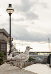 A speckled gull stands in quiet profile upon a stone embankment, its gaze fixed toward the horizon as the soft, overcast light of London South Bank reflects off the tranquil surface of the Thames.