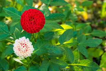 Dahlia against a background of green leaves