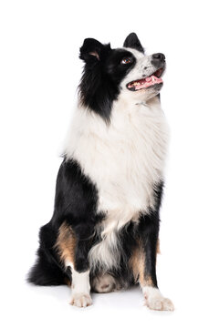 Elo dog isolated on white background and looking up