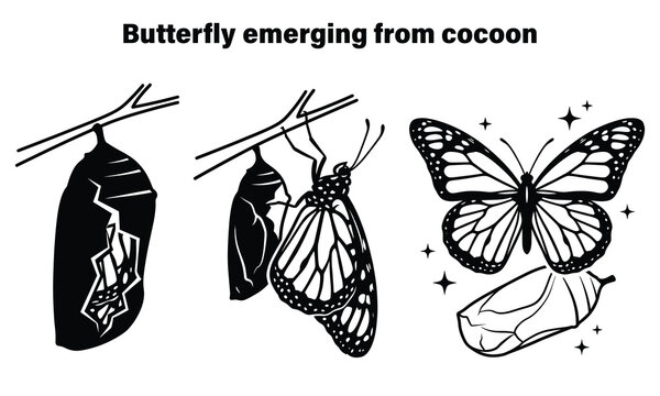 Illustration of butterfly metamorphosis stages from chrysalis to flight