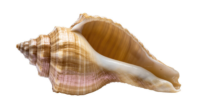 Stunning conch seashell with intricate spiral design and beautiful natural striped patterns