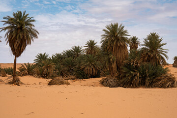 Obraz premium Sahara Desert Landscape with Date Palm Trees and Sand Dunes under Blue Sky, North Africa Nature Photography for Interior Design Decor, Travel Agency Background, Authentic Oasis Wilderness Landscape.