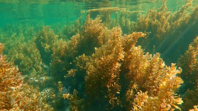 Dense, tall thickets of brown Sargassum seaweed spreads on water's surface reflecting in waves on bright sunny day in sunburst. Underwater landscape with algae and tropical fish swims in sunlight