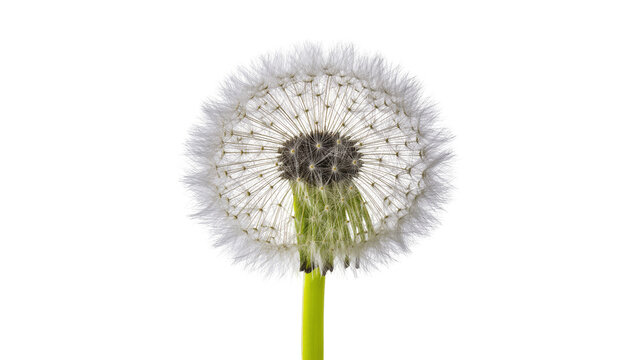 Close-up of a delicate dandelion seed head against bright light, revealing transparent pappus