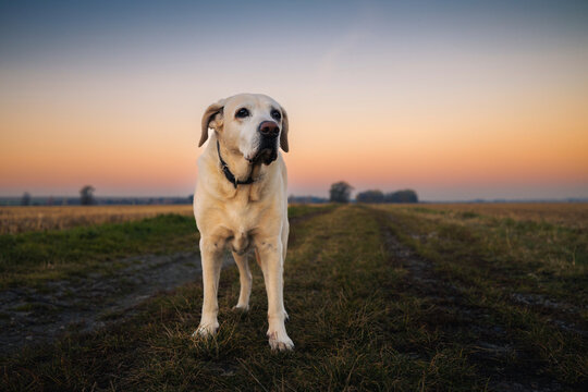 Senior Labrador Retriever standing on countryside dirt road during sunrise. Cute aging dog outdoors in warm morning light, pet lifestyle, nature walk, and animal companionship concept.