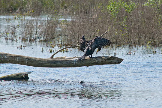 cormorant drying it's wings in the sun in the wetlands of Bourgoyen nature reserve, Ghent, Flanders, Belgium - Phalacrocoracidae 
