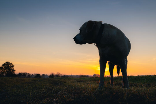Silhouette of senior Labrador Retriever standing on countryside dirt road and looking back during sunrise. Peaceful morning atmosphere, loyal companion, aging pet, and nature lifestyle concept.