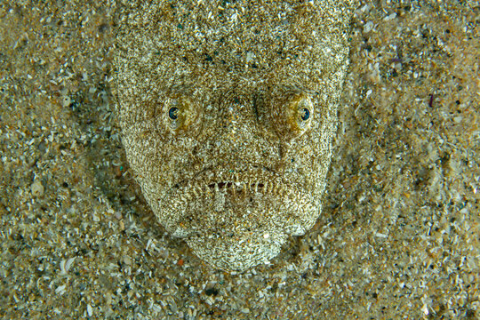 Sand‑Trap Predator &ndash; Uranoscopus scaber Hidden in Seafloor
