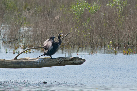 cormorant drying it's wings in the sun in the wetlands of Bourgoyen nature reserve, Ghent, Flanders, Belgium - Phalacrocoracidae 