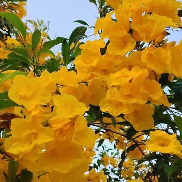 Macro shot of yellow bell-shaped flowers on a Tecoma stans tree.