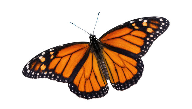 Graceful monarch butterfly with vibrant orange wings and intricate black patterns, majestic insect.