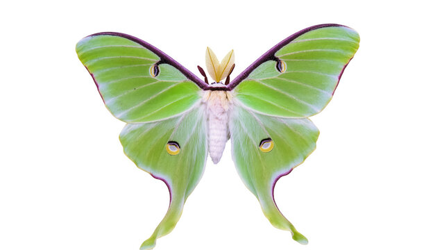 Beautiful bright green Luna Moth with distinctive eye spots and elegant wing tails