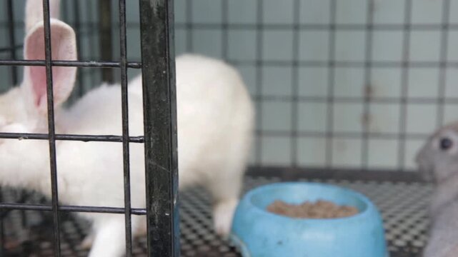Two domestic rabbits in a cage near a blue food bowl, cute indoor bunny pets, small animal care and habitat scene.
