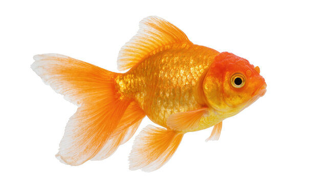 Vibrant golden-orange Oranda goldfish swimming gracefully, beautiful healthy aquatic pet
