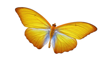 Fototapeta premium Elegant and colorful vibrant yellow butterfly with open wings displaying its delicate beauty