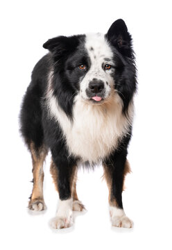 Elo dog isolated on white background