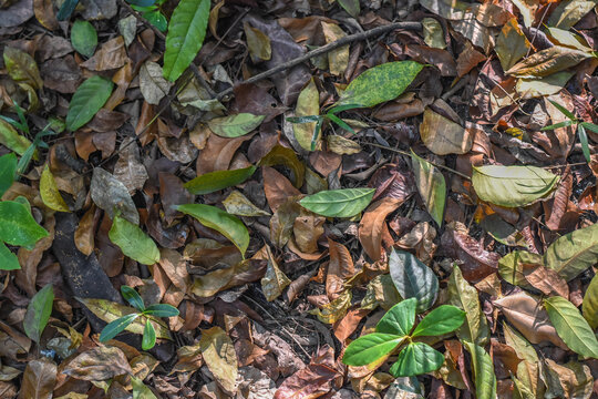 Fallen and dried brown leaves piled on top of each other covering the ground. Natural forrest floor. 