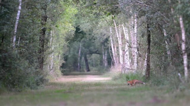 Young male red fox hunting a micro mammal in the ditch of a forest alley joined by his sister.. She tries to catch her prey. Vulpes vulpes, Loiret 45, r&eacute;gion Centre, France, European Union, Europe