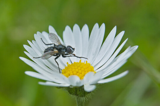 Black tachinid fly on a daisy - Phania funesta.