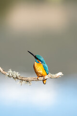 Obraz premium Common kingfisher (Alcedo atthis) photographed in Spain