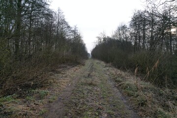 Obraz premium Dirt road through forest captured from above