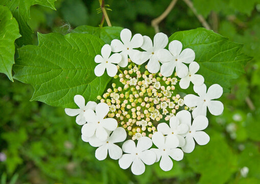  Bright white hortensia flowers in circular pattern around buds and green leafs, selective focus - hydrangea 