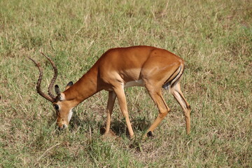 Naklejka premium 2026-02-26 Kenia Tsavo East National Park