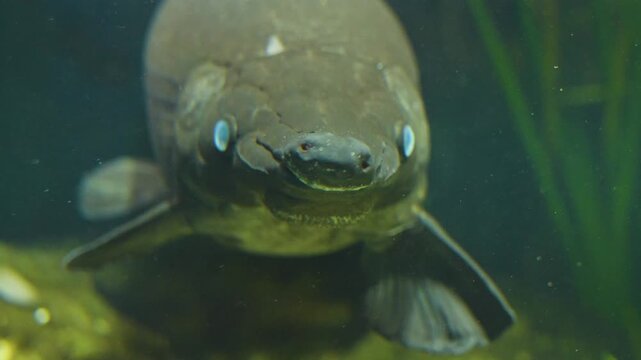 Close up of an alligator gar Fish head and eye floating underwater