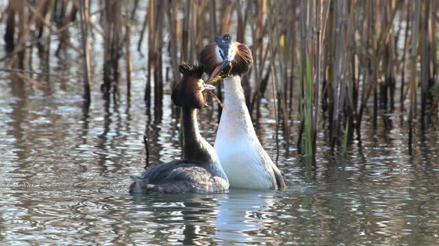 Great Crested Grebe parade, parade, algae, freshwater algae offer, great crested grebe, Podiceps cristatus, reeds, water, marsh, pond, mating, breeding season, Lake Garda, Italy, 