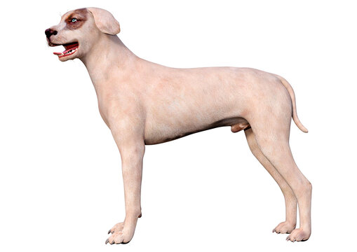 3D Rendering Crossbreed Dog on White