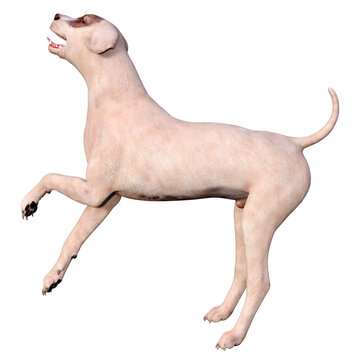 3D Rendering Crossbreed Dog on White