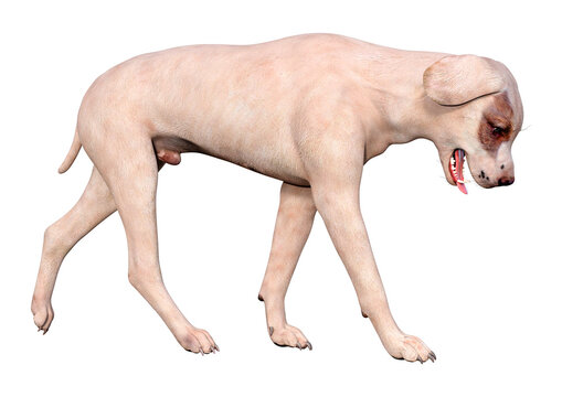 3D Rendering Crossbreed Dog on White