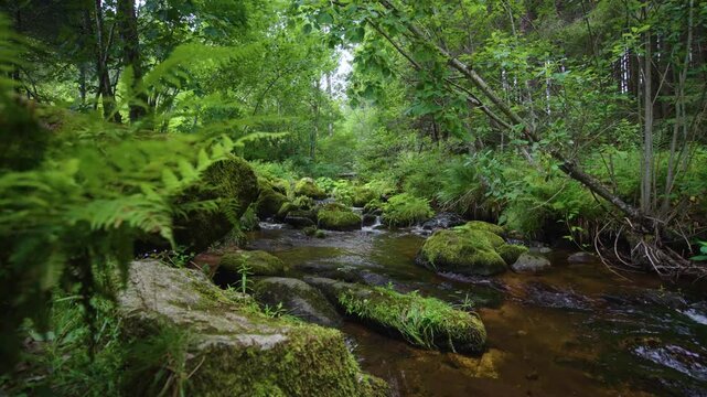 Nature stream with moss covered stones in Menzenschwander cascade in Black Forest Germany Schwarzwald