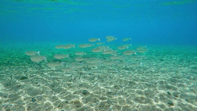 Shoal of Barred Flagtail fish swimming in blue water above sandy-stoned seabed on sunny day in sunshine. Striped flagfish or Five-stripped Flagfish (Kuhlia mugil) swim in sunlight