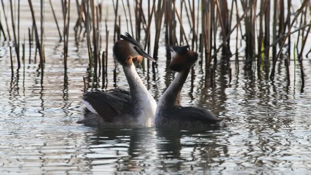 Great Crested Grebe parade, parade, great crested grebe, Podiceps cristatus, reeds, water, marsh, pond, mating, breeding season, Lake Garda, Italy