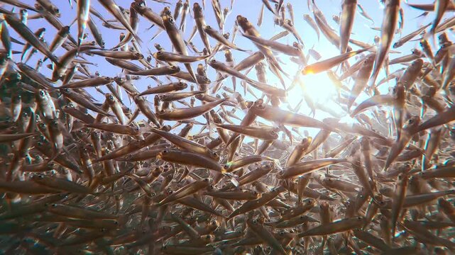 Bottom view of many Silversides Atherina swim just under water's surface, gleaming in sunlight against blue sky, backlit by sun. Small fish swims gleaming of sunshine. Atherina swim in sunburst
