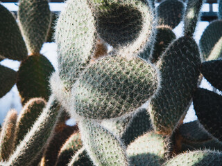 Close up of green prickly pear cactus pads © Paul