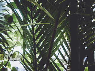 Tropical green palm leaves creating natural background pattern © Paul