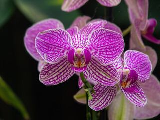 Pink striped orchid blooming in a tropical garden © Paul