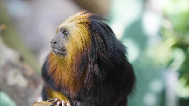 Close up of a lion tamarin New World monkey head sitting on a tree branch and looking around on a cloudy day.