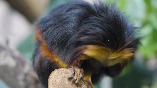Close up of a lion tamarin New World monkey head sitting on a tree branch and looking around on a cloudy day.
