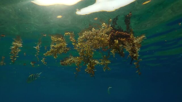 Pieces of Sargassum brown seaweed torn off by storms drifting across blue water surface and reflecting on it, below algae swims Indo-Pacific sergeant fish (Abudefduf vaigiensis), backlit by sun